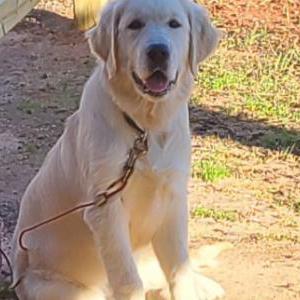 Image of Mojo, Lost Dog