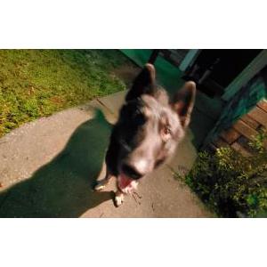 Image of Unknown, Found Dog