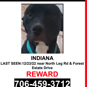 Lost Dog Indiana