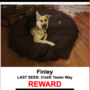Lost Dog Finley