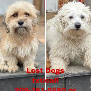 Lost Dog Paquita & Tita