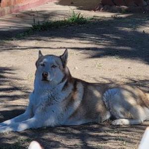 Lost Dog Roxy