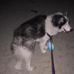 Lost Dog Blue