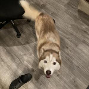 Lost Dog Amber