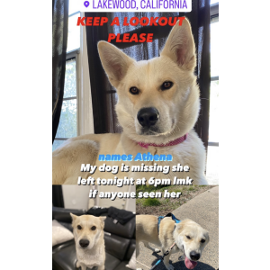 Lost Dog Athena