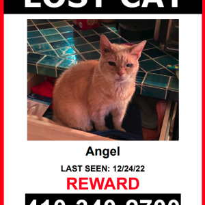 Lost Cat Angel