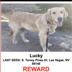 Lost Dog LUCKY