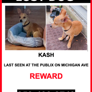 Lost Dog Kash