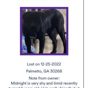 Lost Dog Midnight