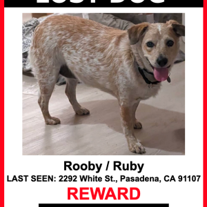Lost Dog ROOBY/RUBY