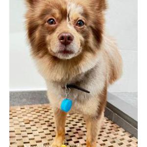 Lost Dog Berlin  - Pomeranian