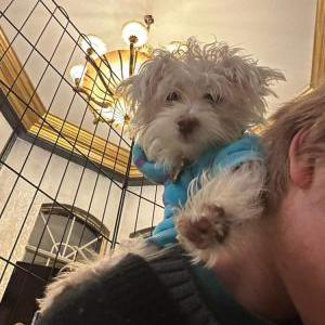 2nd Image of Chrystal, Lost Dog