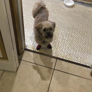 2nd Image of monte, Lost Dog