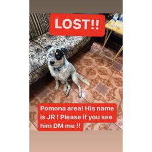 Lost Dog Jr