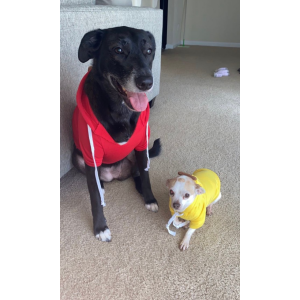 Image of Nami, Lost Dog