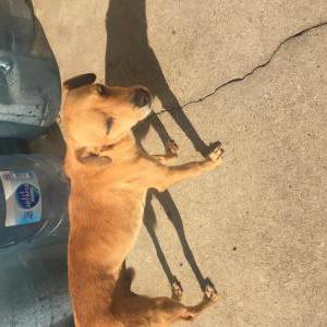 Lost Dog Levi