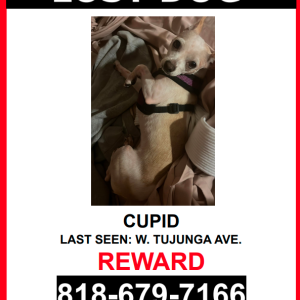 Lost Dog Cupid