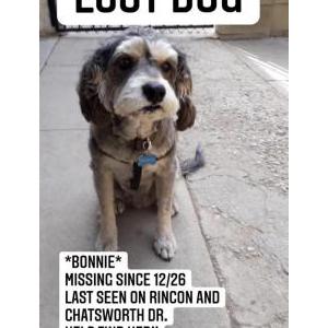 2nd Image of Bonnie, Lost Dog