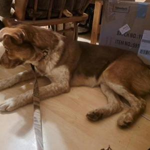 Image of Unknown, Found Dog