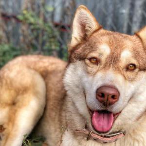 Found Dog Red Husky
