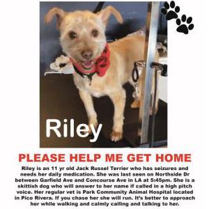 Lost Dog Riley