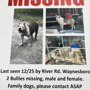 Lost Dog Legend & Lady