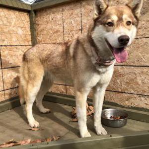 Found Dog Alaskan Puppy