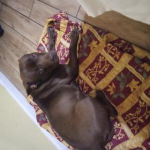 Image of Lula, Lost Dog