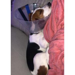 Image of Hunter, Lost Dog