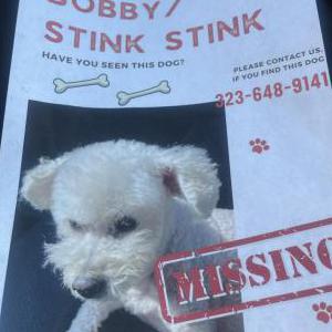 Lost Dog Bobby