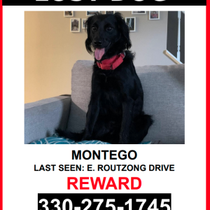 Lost Dog Montego