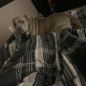 Lost Dog China