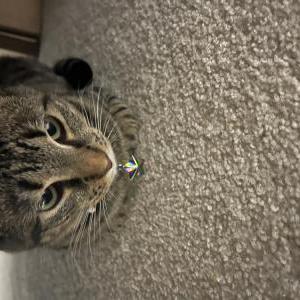 Image of Justice, Lost Cat