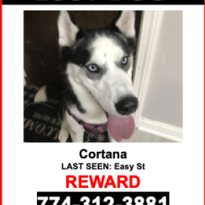 Lost Dog Cortana