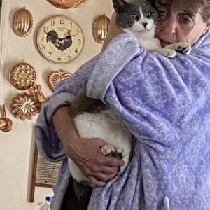Image of Whiskey, Lost Cat