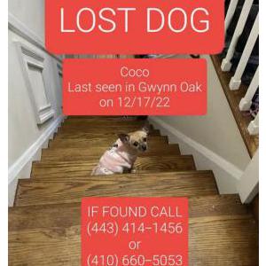 Lost Dog Coco Williams
