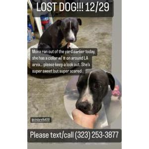 Lost Dog Mona