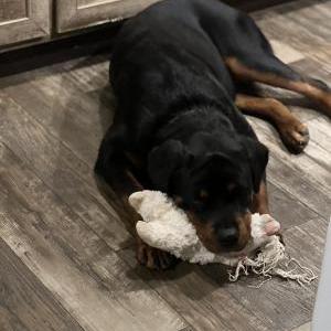 Lost Dog Maddie Mae Carter