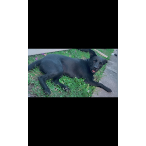 Lost Dog Negra