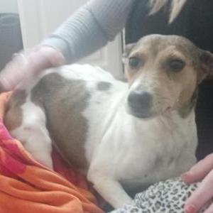 Found Dog Female jack Russell
