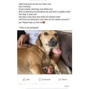 Lost Dog Luna