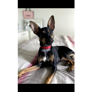 Lost Dog Cuki