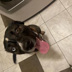 Found Dog Unknown