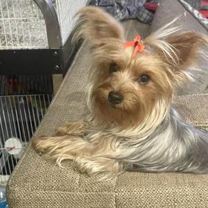 Lost Dog Zoe