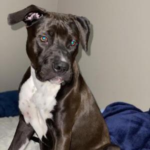 Image of Gaia, Lost Dog