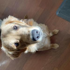 Image of Phoebe, Lost Dog