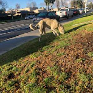 Found Dog Unknown