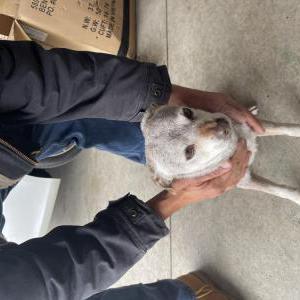 Found Dog Unknown