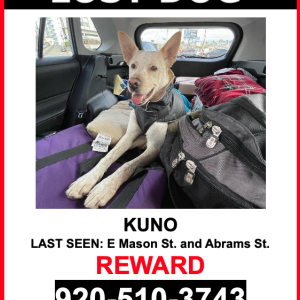 Lost Dog Kuno