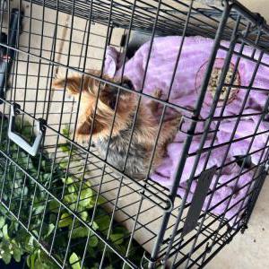 Found Dog Yorky dog
